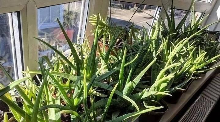 哪些植物泡水浇水最好？它们的特性是什么？