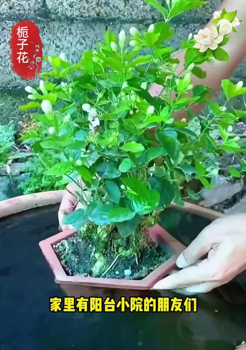 哪些植物泡水浇水最好？它们的特性是什么？