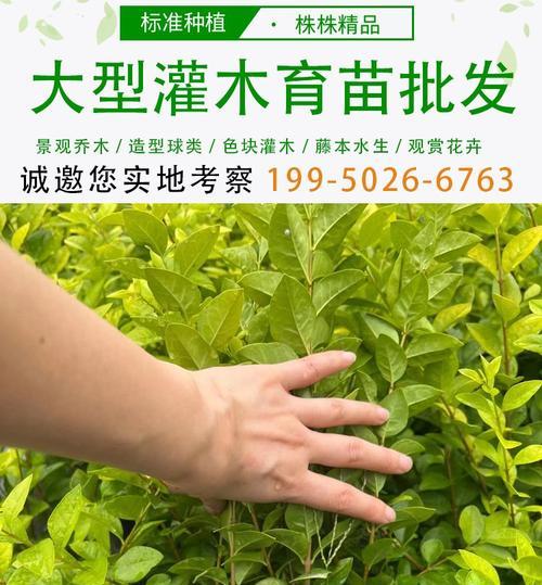 哪些小灌木花卉适合水生环境？它们的养护要点是什么？