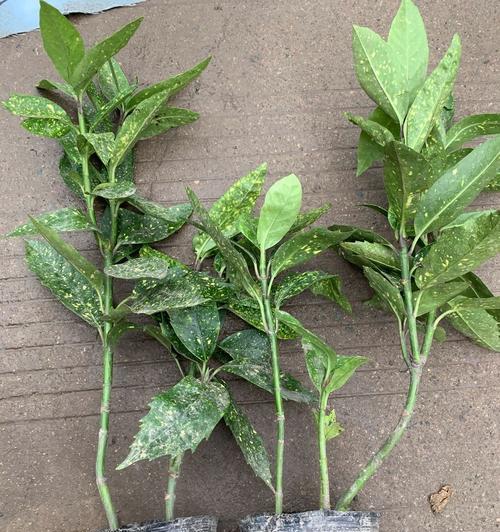 哪些小灌木花卉适合水生环境？它们的养护要点是什么？