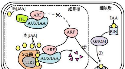 iaa植物激素是什么？它在植物生长中起什么作用？