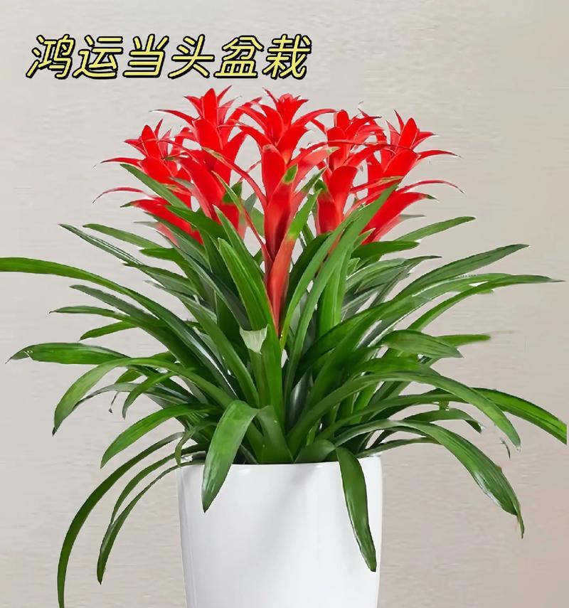 鸿运连连植物养殖需要注意什么？