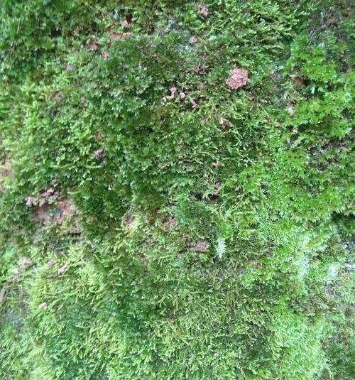 像青苔的花卉叫什么？这种植物有什么特别的养护方法吗？