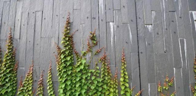 变态根系植物有哪些特点？如何识别？