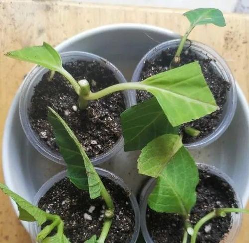 浸渍植物药水的种类有哪些？使用方法是什么？