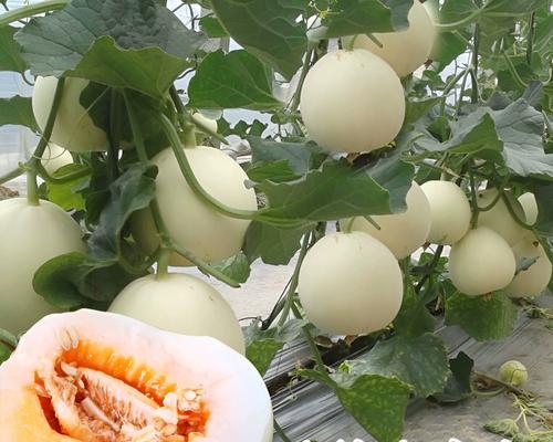 蜜糖种子植物有哪些？蜜糖种子植物的特性是什么？