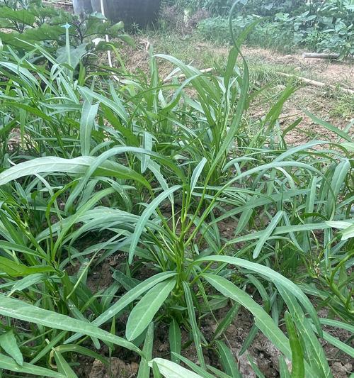 蜜糖种子植物有哪些？蜜糖种子植物的特性是什么？