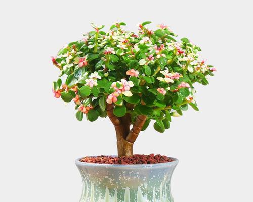 常熟市杨园花卉市场有哪些特色？哪里可以找到稀有花卉？
