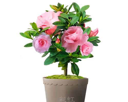 常熟市杨园花卉市场有哪些特色？哪里可以找到稀有花卉？