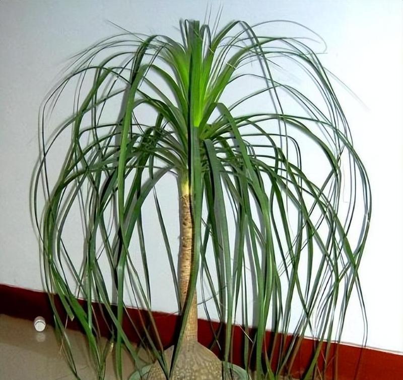 耐旱的乔木盆栽植物是什么？它们的养护方法是什么？