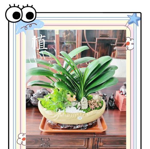 耐旱的乔木盆栽植物是什么？它们的养护方法是什么？