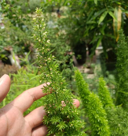 白色叶子的植物有哪些？它们的生长环境和特点是什么？