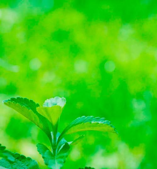 白色叶子的植物有哪些？它们的生长环境和特点是什么？