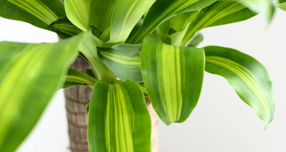白色叶子的植物有哪些？它们的生长环境和特点是什么？