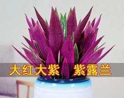 紫罗兰小苗盆栽的正确养护方法是什么？