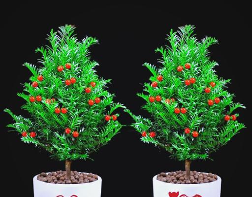 特别喜欢盆栽的植物是什么？如何选择和养护？
