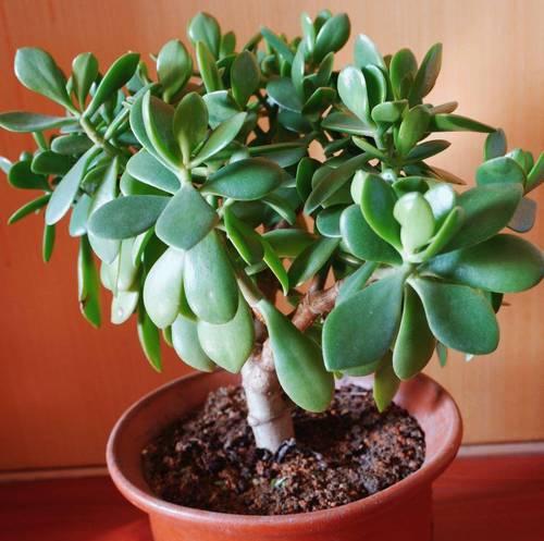 特别喜欢盆栽的植物是什么？如何选择和养护？