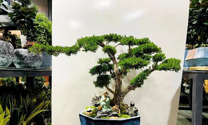 特别喜欢盆栽的植物是什么？如何选择和养护？