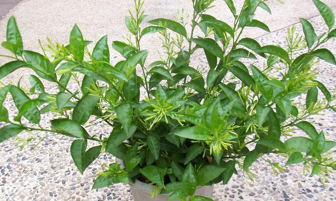 哪些室内盆栽植物散发香味？它们的养护方法是什么？