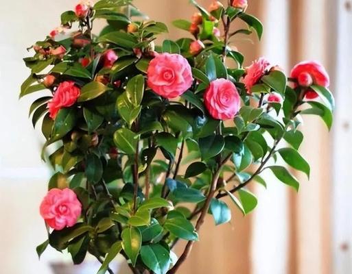 哪些室内盆栽植物散发香味？它们的养护方法是什么？