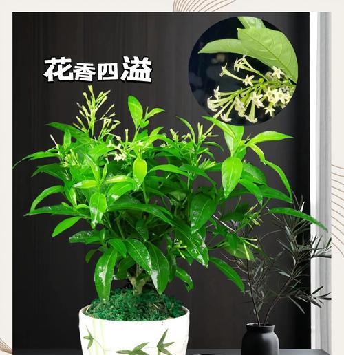 哪些室内盆栽植物散发香味？它们的养护方法是什么？