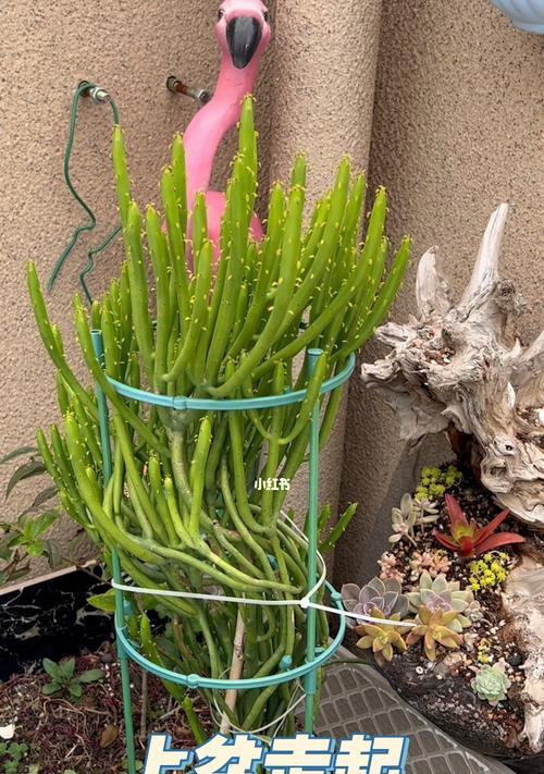 多肉植物珊瑚珠怎么养？养护技巧有哪些？