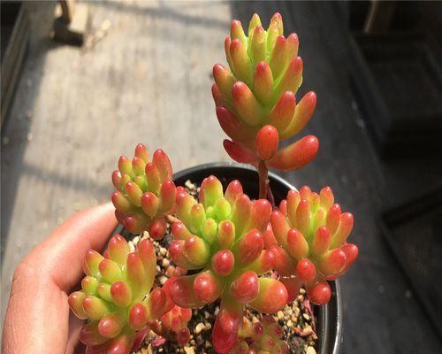多肉植物珊瑚珠怎么养？养护技巧有哪些？