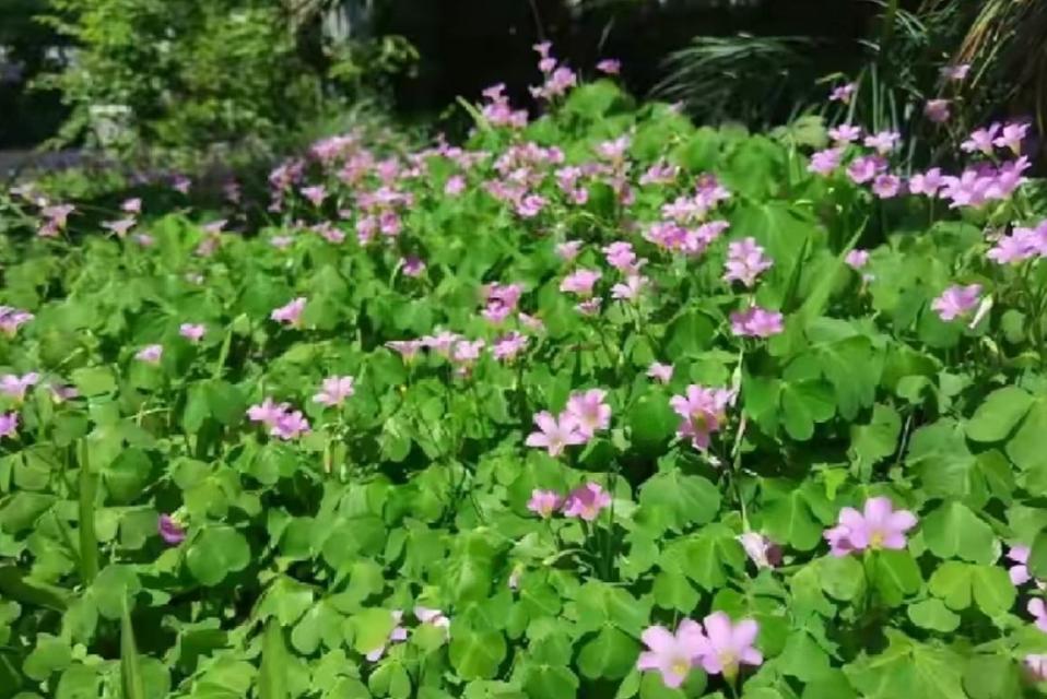 什么植物代表悔？有哪些植物具有特殊象征意义？
