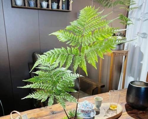 什么植物代表悔？有哪些植物具有特殊象征意义？