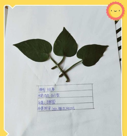 三七植物标本的制作方法是什么？需要注意什么？