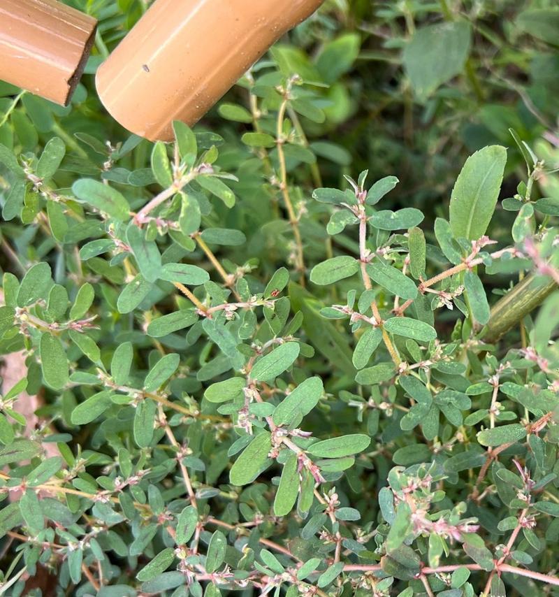 地锦是什么植物？地锦的种植和养护技巧有哪些？