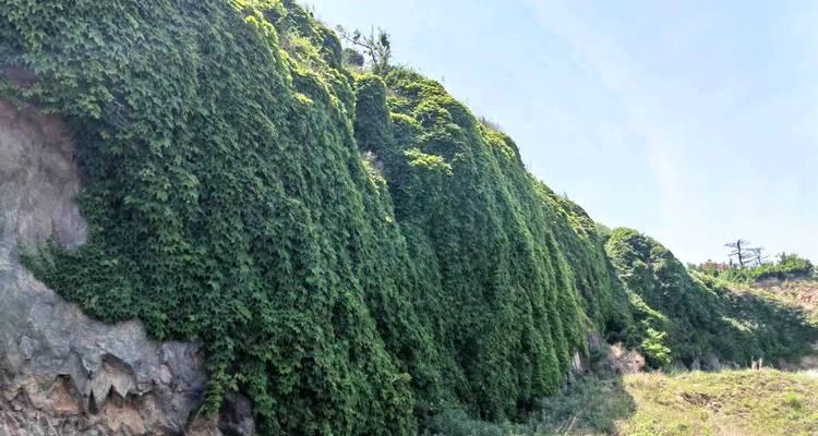 地锦是什么植物？地锦的种植和养护技巧有哪些？