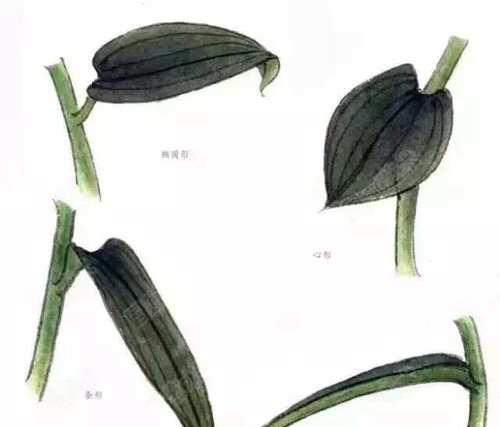 工笔花叶百合花的养护技巧有哪些？如何保持其美观？