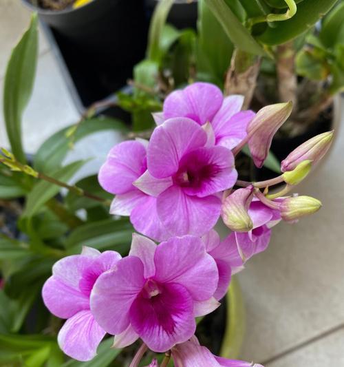 干石斛植物的花期持续多久？如何延长其花期？