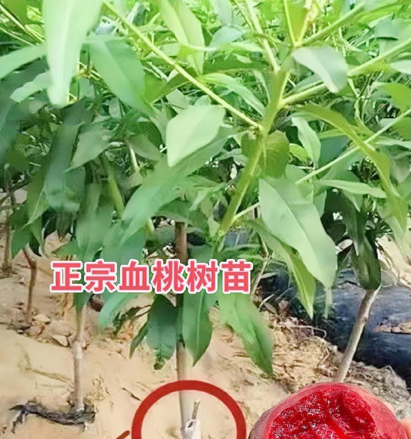 未嫁接小桃树苗怎么办呢？如何进行嫁接？