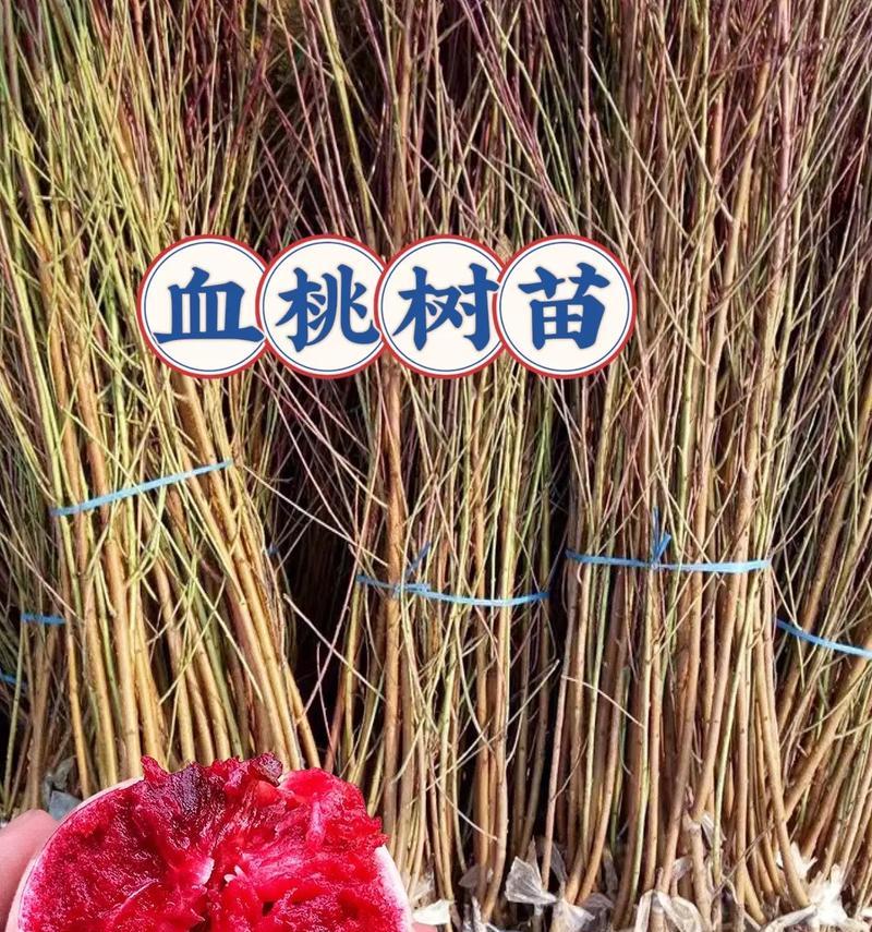 未嫁接小桃树苗怎么办呢？如何进行嫁接？
