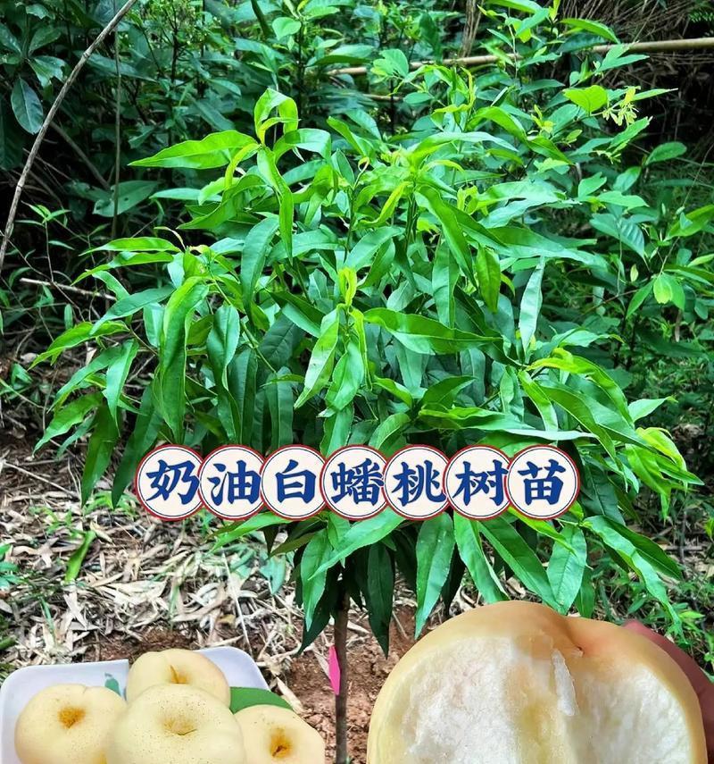 未嫁接小桃树苗怎么办呢？如何进行嫁接？