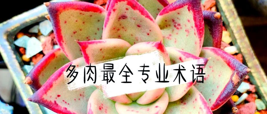 养植物时常用的术语有哪些？