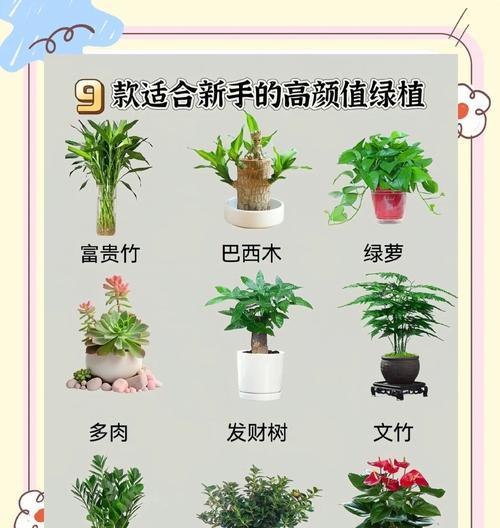 养植物时常用的术语有哪些？