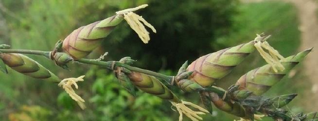 大竹草的特性是什么？如何正确种植和养护？