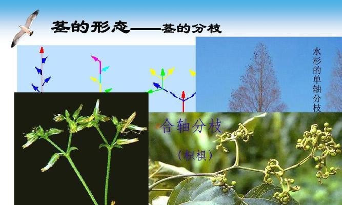二叉分枝的植物有哪些？它们的特点和用途是什么？