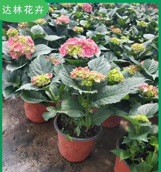 东北五月适合种植哪些花卉？如何选择？