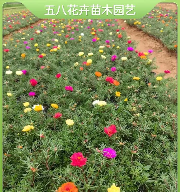 东北五月适合种植哪些花卉？如何选择？