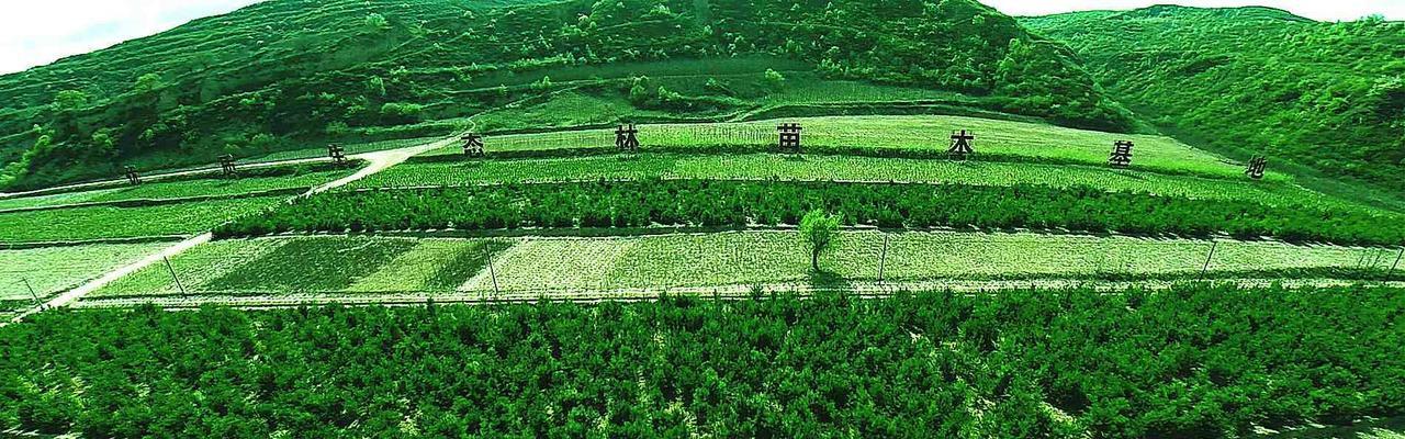 植物育林补贴怎么申请？需要哪些条件和步骤？