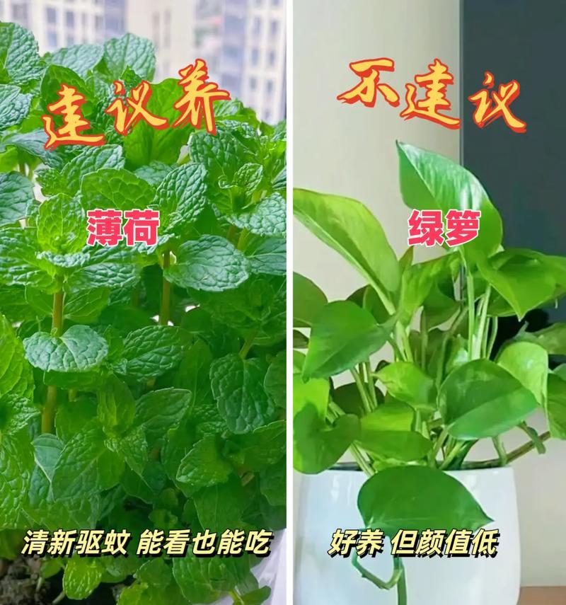 新房装修买什么植物好?哪些植物适合新家环境?
