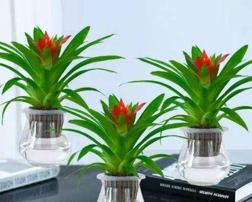 新房装修买什么植物好？哪些植物适合新家环境？