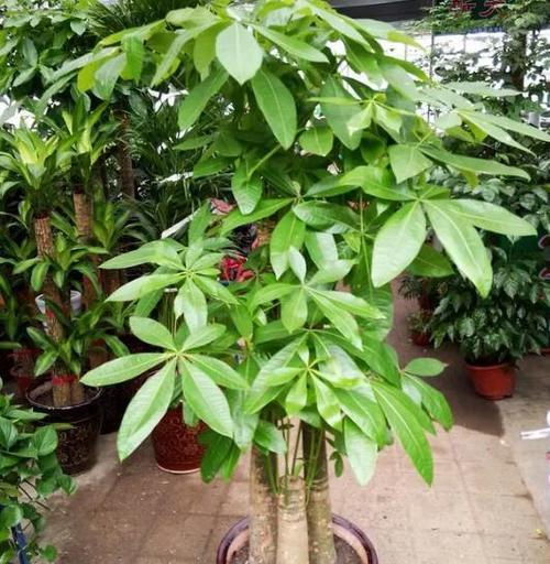 哪些花卉品种适合家庭种植？如何选择适合自己的花卉品种？