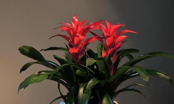 哪些花卉品种适合家庭种植？如何选择适合自己的花卉品种？