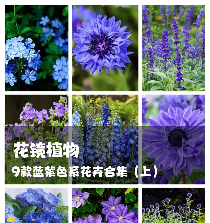 短枝开花蓝紫色花卉是什么？有哪些推荐品种？