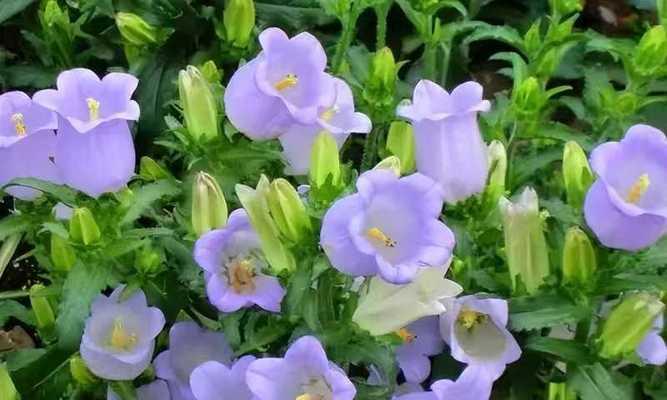 短枝开花蓝紫色花卉是什么？有哪些推荐品种？
